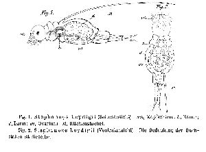 Zacharias, O (1886): Zeitschrift für wissenschaftliche Zoologie 43 p.255, pl.11, figs.1,2